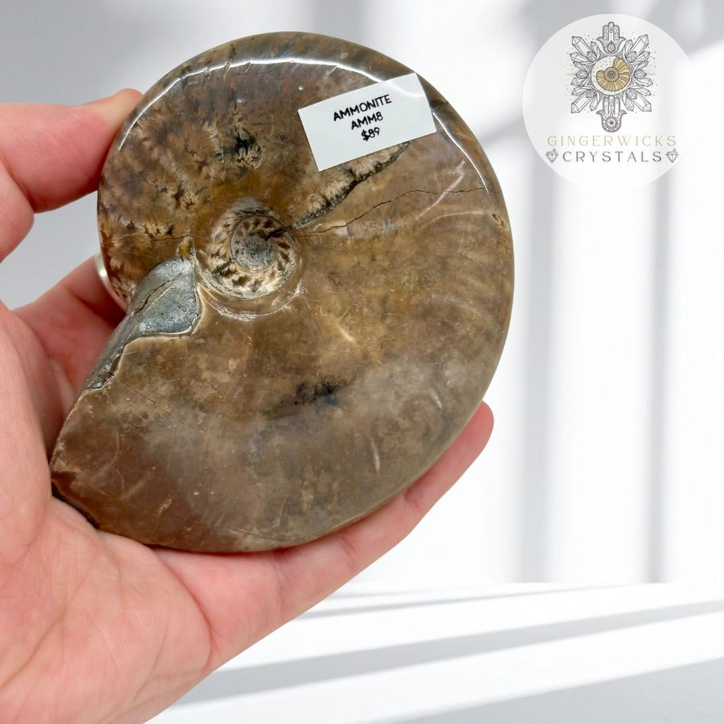 Polished Ammonite Fossil   AMM8
