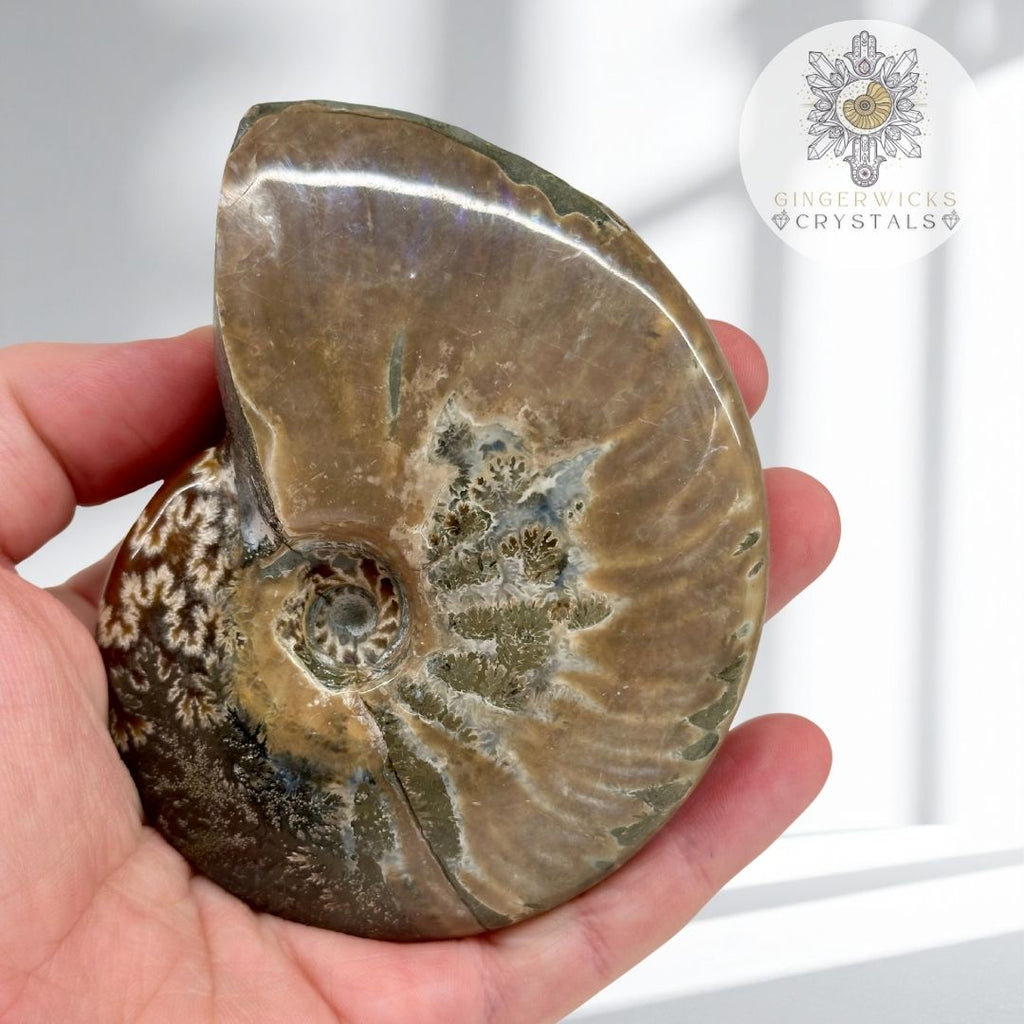 Polished Ammonite Fossil   AMM8