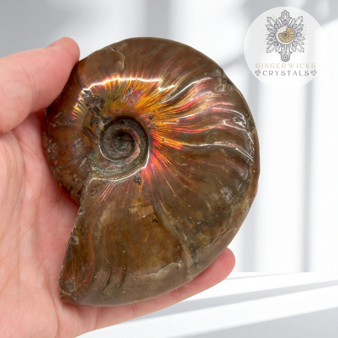 Iridescent Ammonite Fossil  AMM3