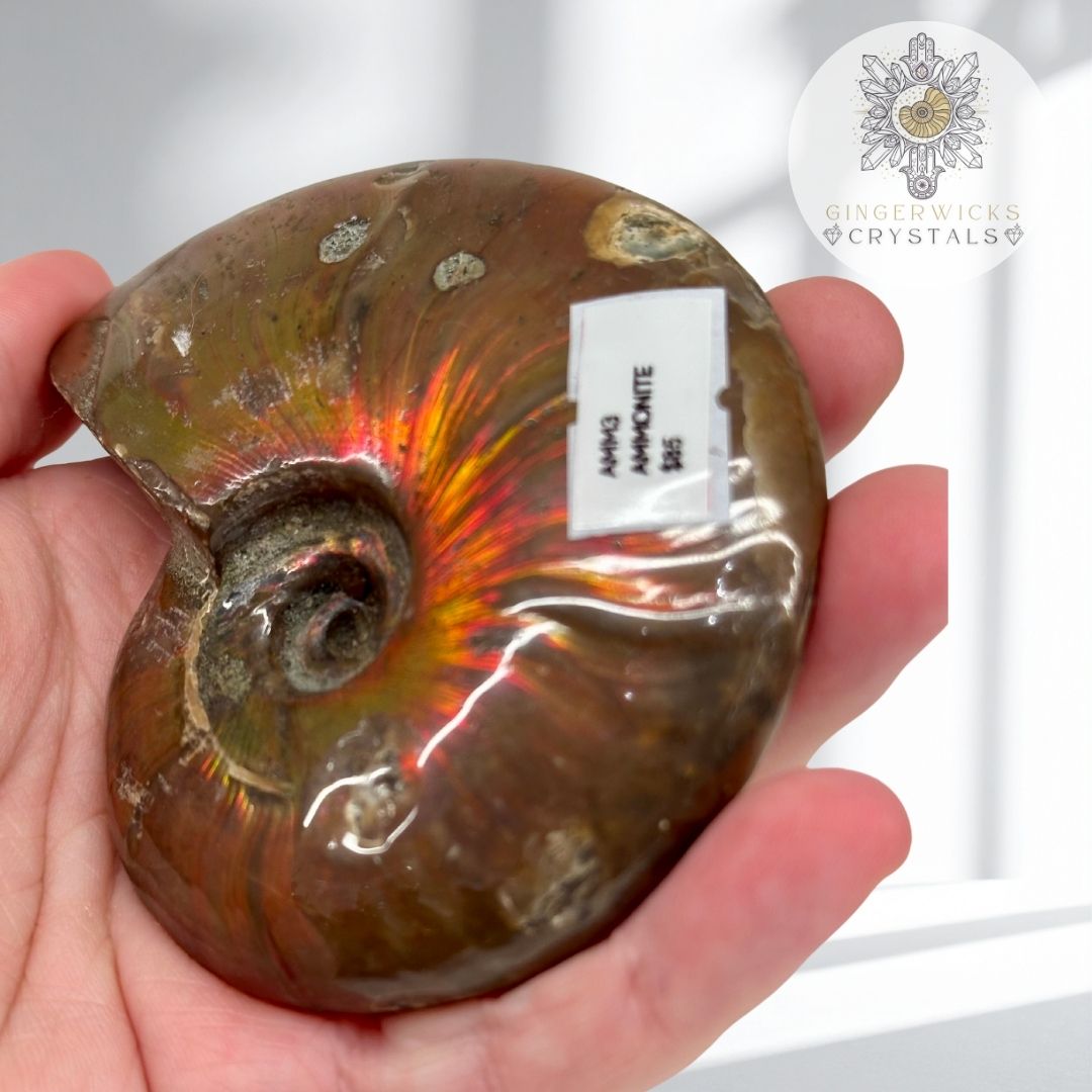 Iridescent Ammonite Fossil  AMM3