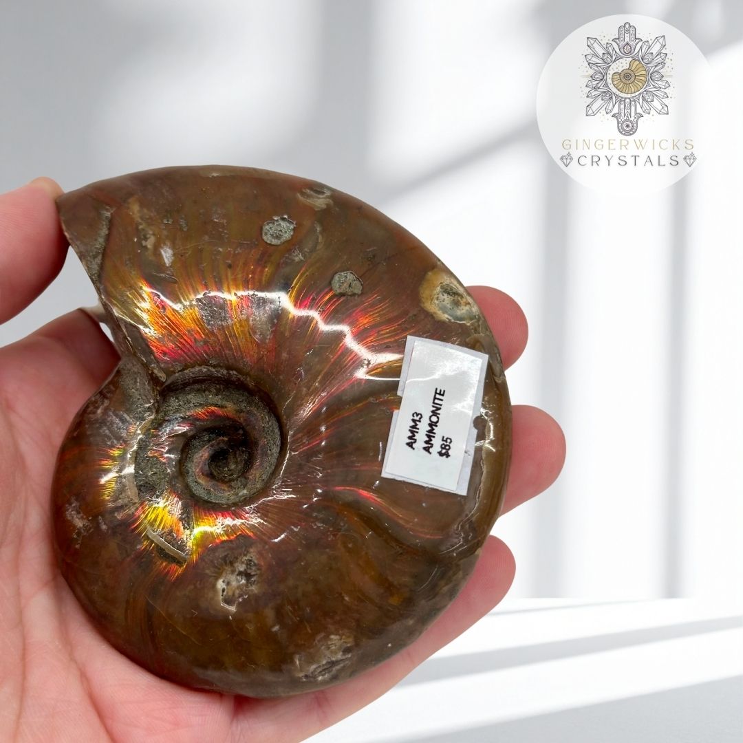 Iridescent Ammonite Fossil  AMM3