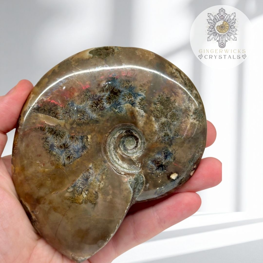 Ammonite Fossil with Natural Flash & Dendritic Inclusions AMM5