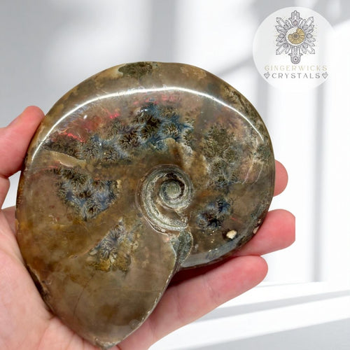 Ammonite Fossil with Natural Flash & Dendritic Inclusions AMM5