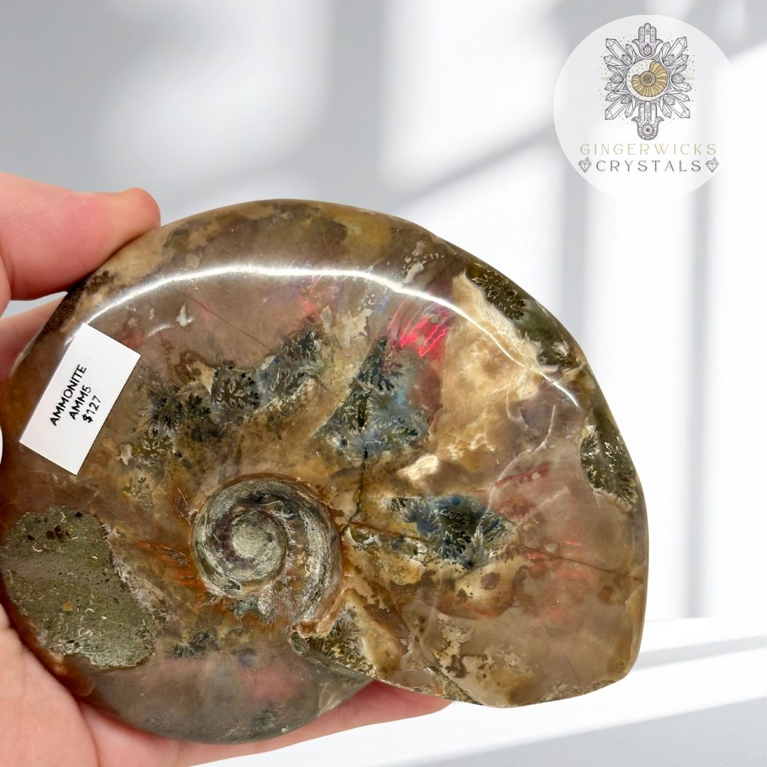 Ammonite Fossil with Natural Flash & Dendritic Inclusions AMM5