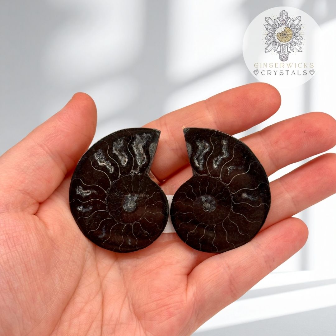 Black Ammonite Fossil Pair