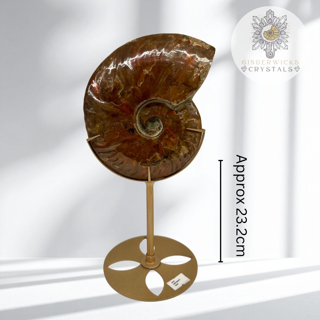 Ammonite Fossil on Stand  AMM