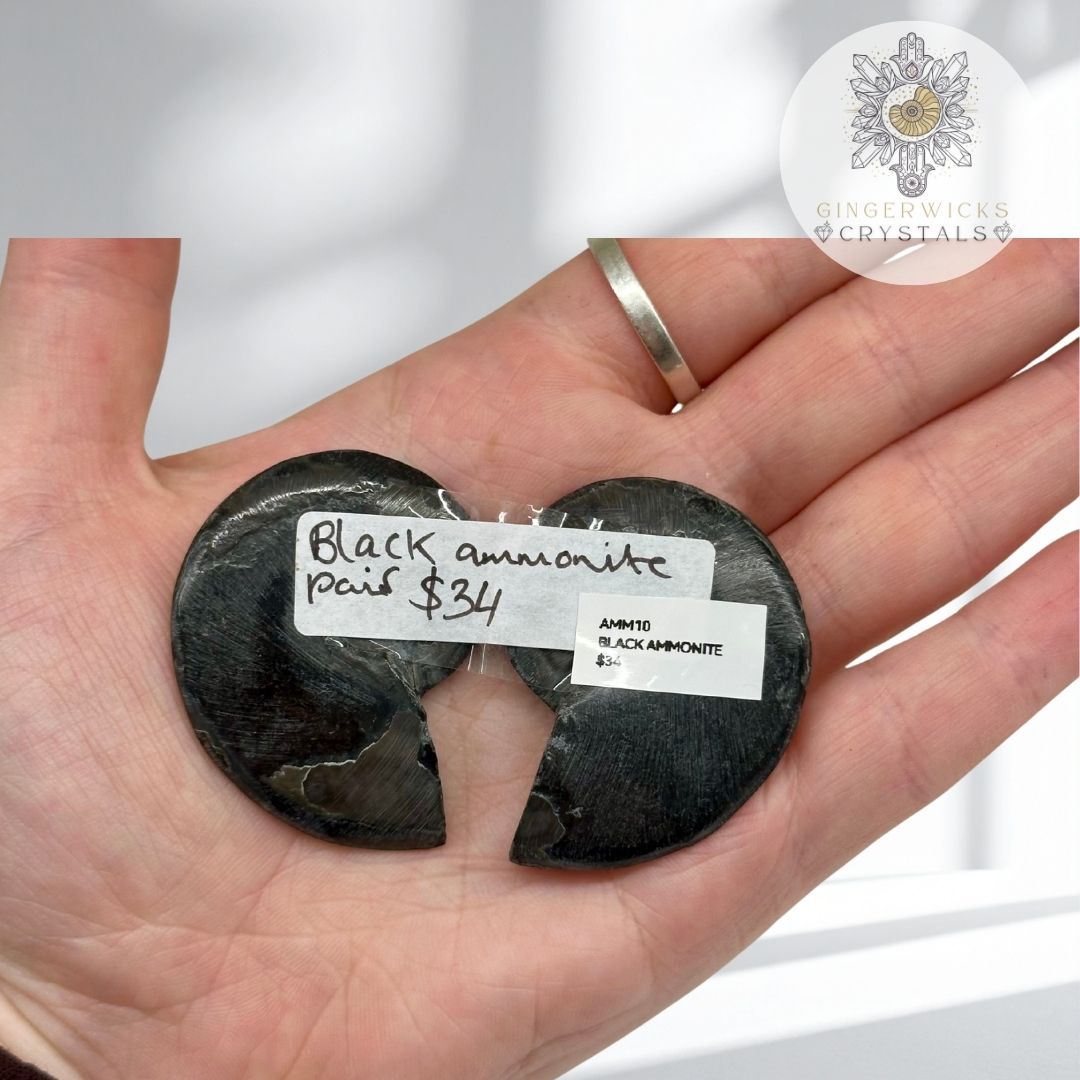 Black Ammonite Fossil Pair