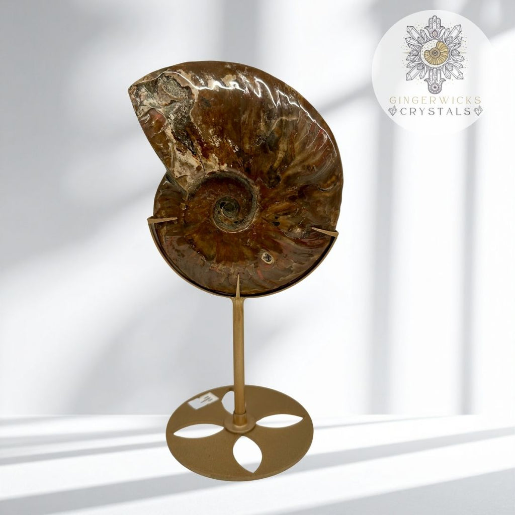 Ammonite Fossil on Stand  AMM