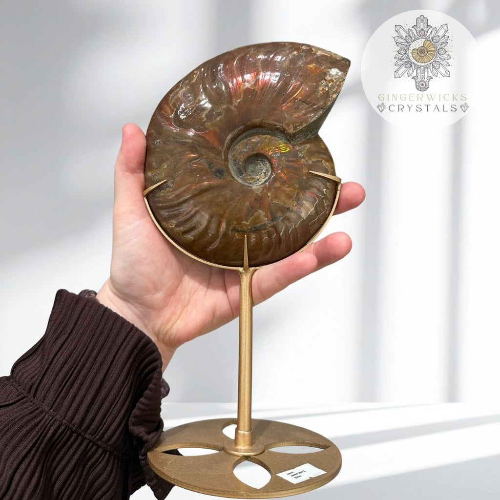Ammonite Fossil on Stand  AMM
