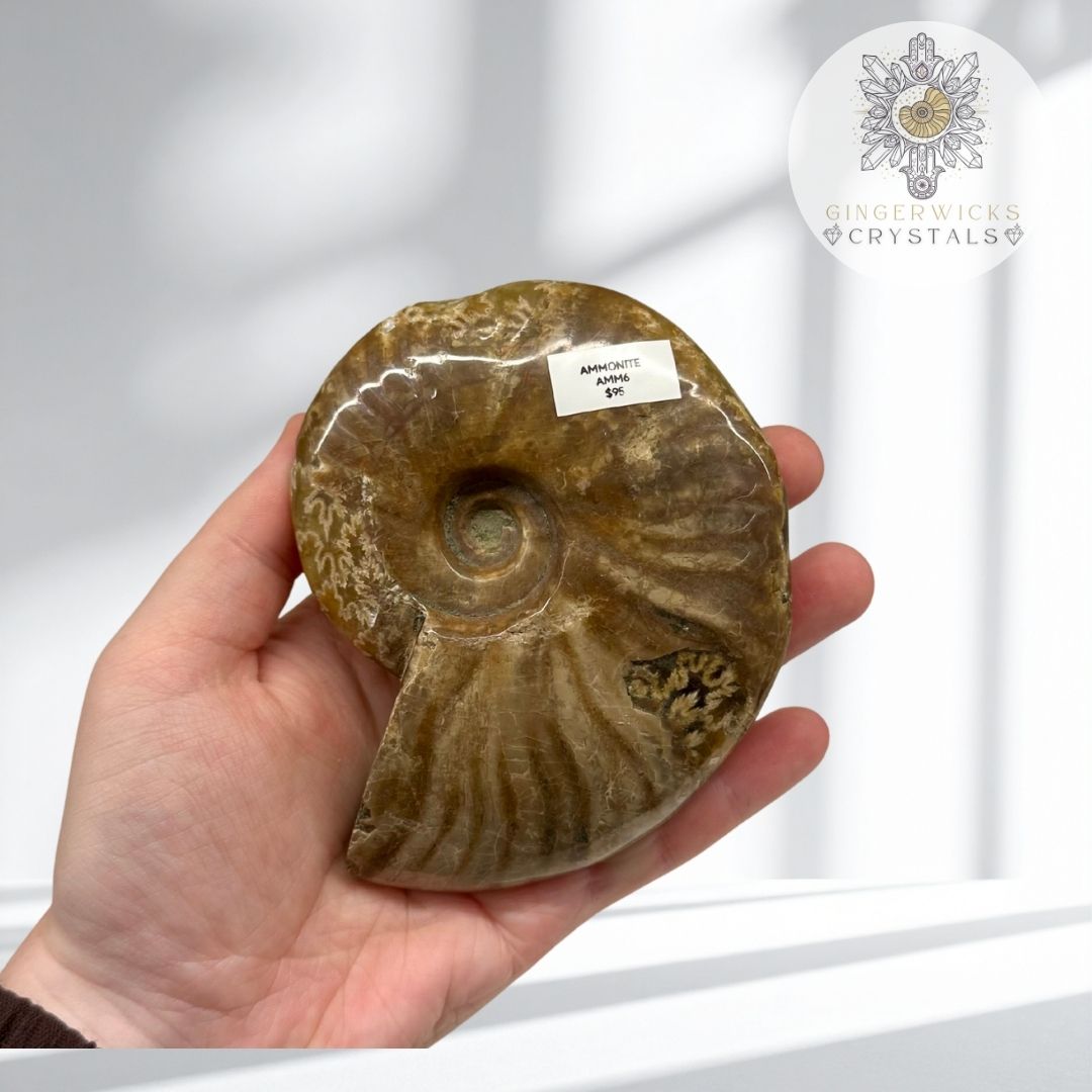 Ammonite Fossil  AMM6