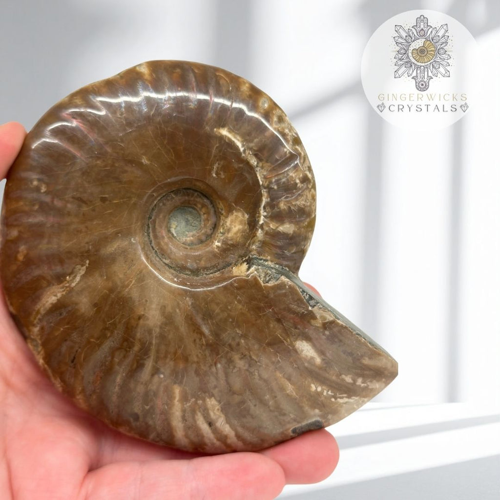 Ammonite Fossil  AMM6