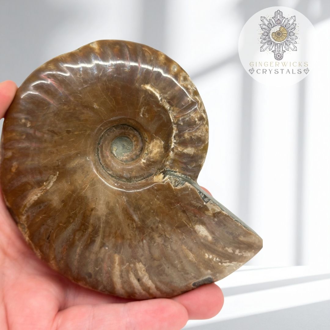 Ammonite Fossil  AMM6