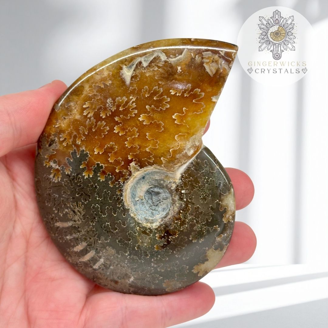 Polished Ammonite Fossil  AMM9