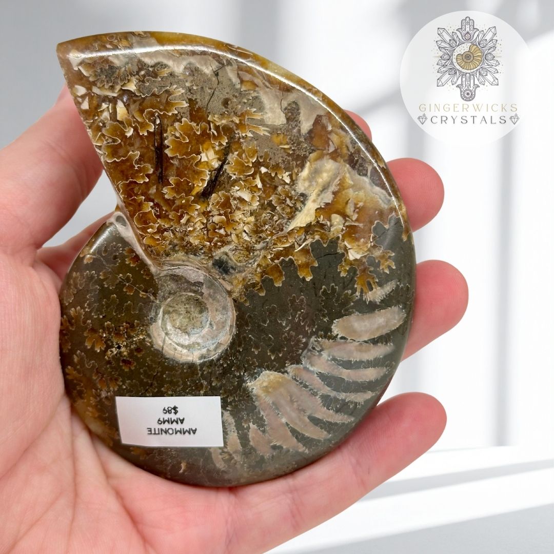 Polished Ammonite Fossil  AMM9