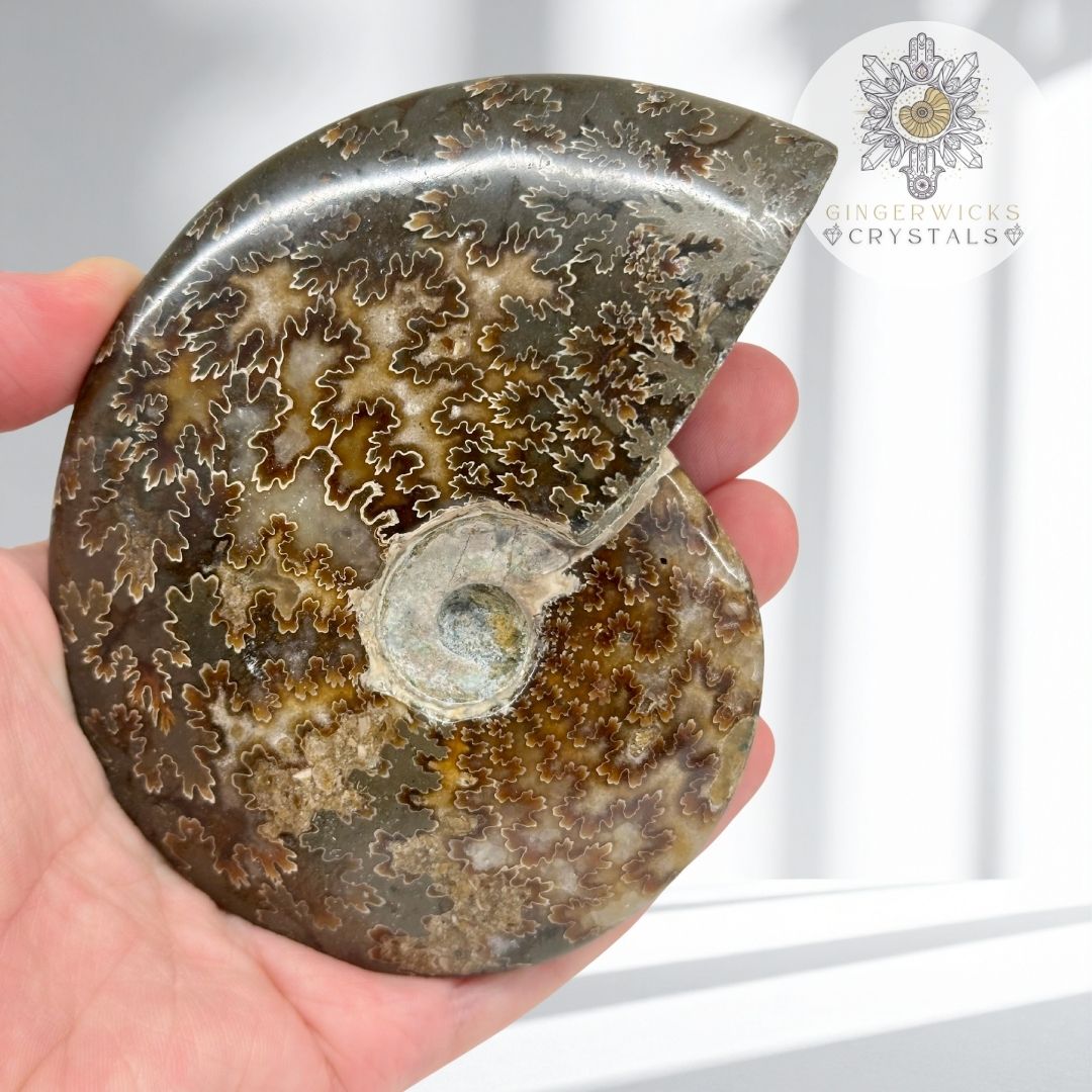 Polished Ammonite Fossil AMM7