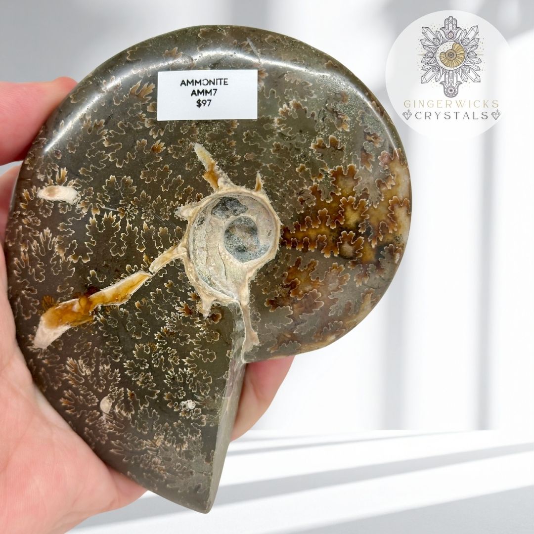 Polished Ammonite Fossil AMM7