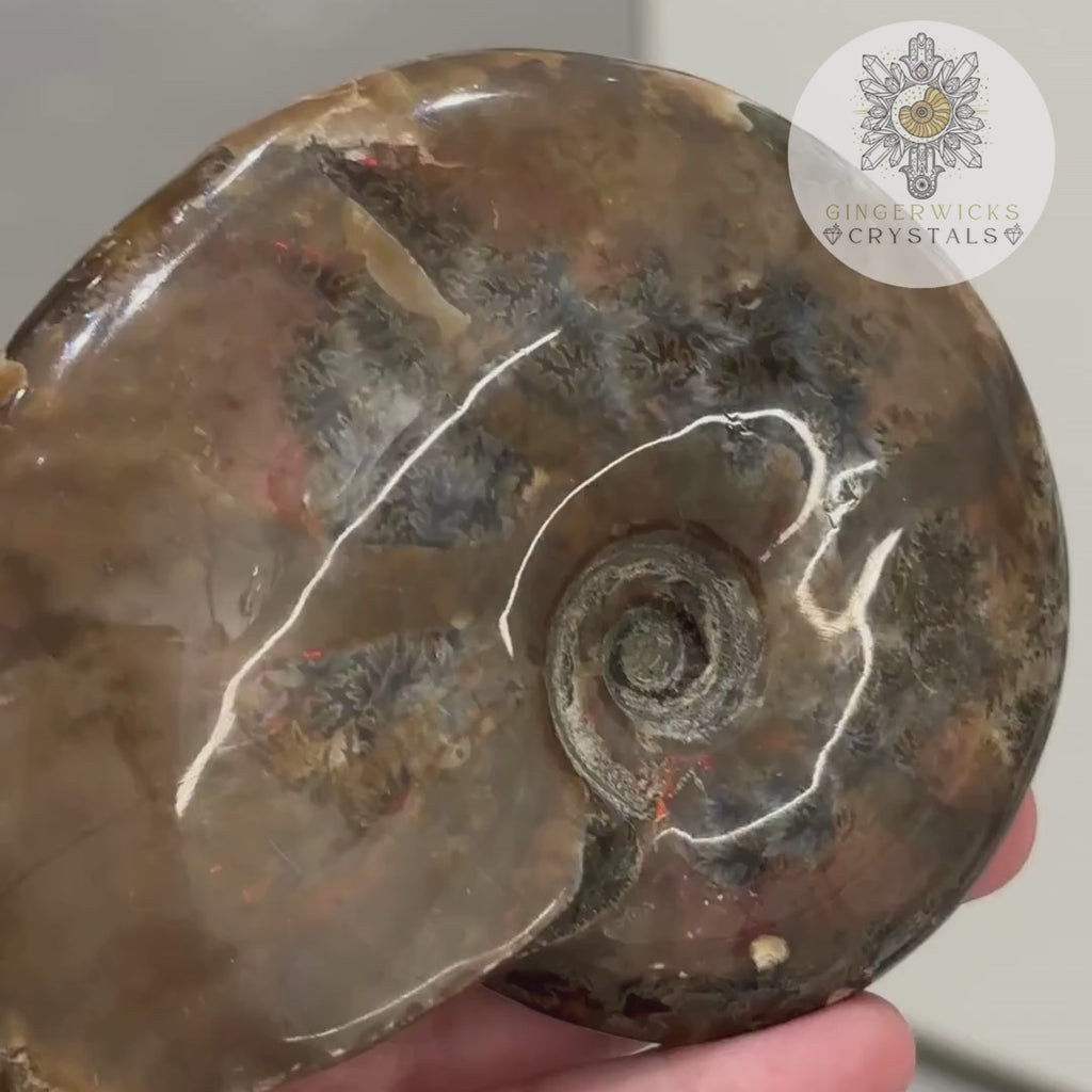 Ammonite Fossil with Natural Flash & Dendritic Inclusions AMM5
