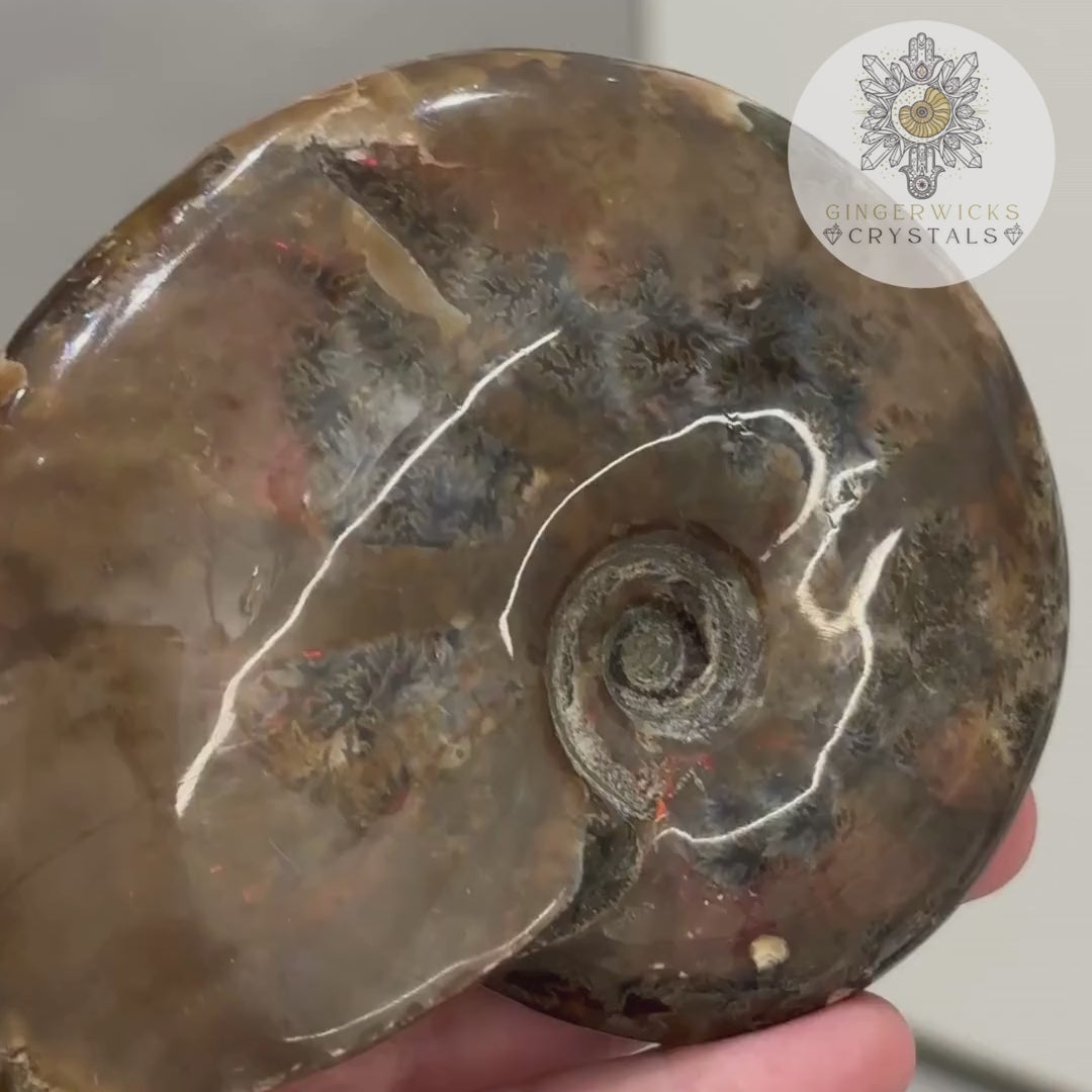 Ammonite Fossil with Natural Flash & Dendritic Inclusions AMM5